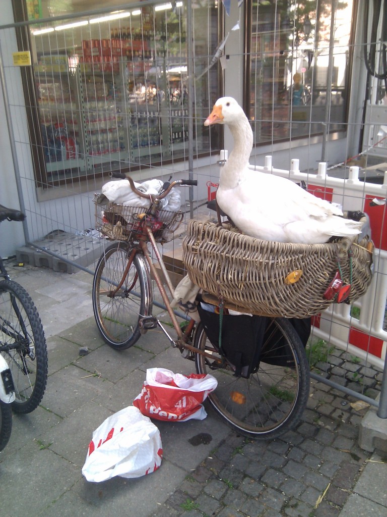 Eine lebende Gans im Gepäckkorb eines abgestellten Fahrrads, vor einem Supermarkt, mitten in der Stadt